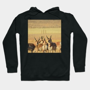 Pronghorn, antelope, wildlife, gifts, Life of the Herd Hoodie